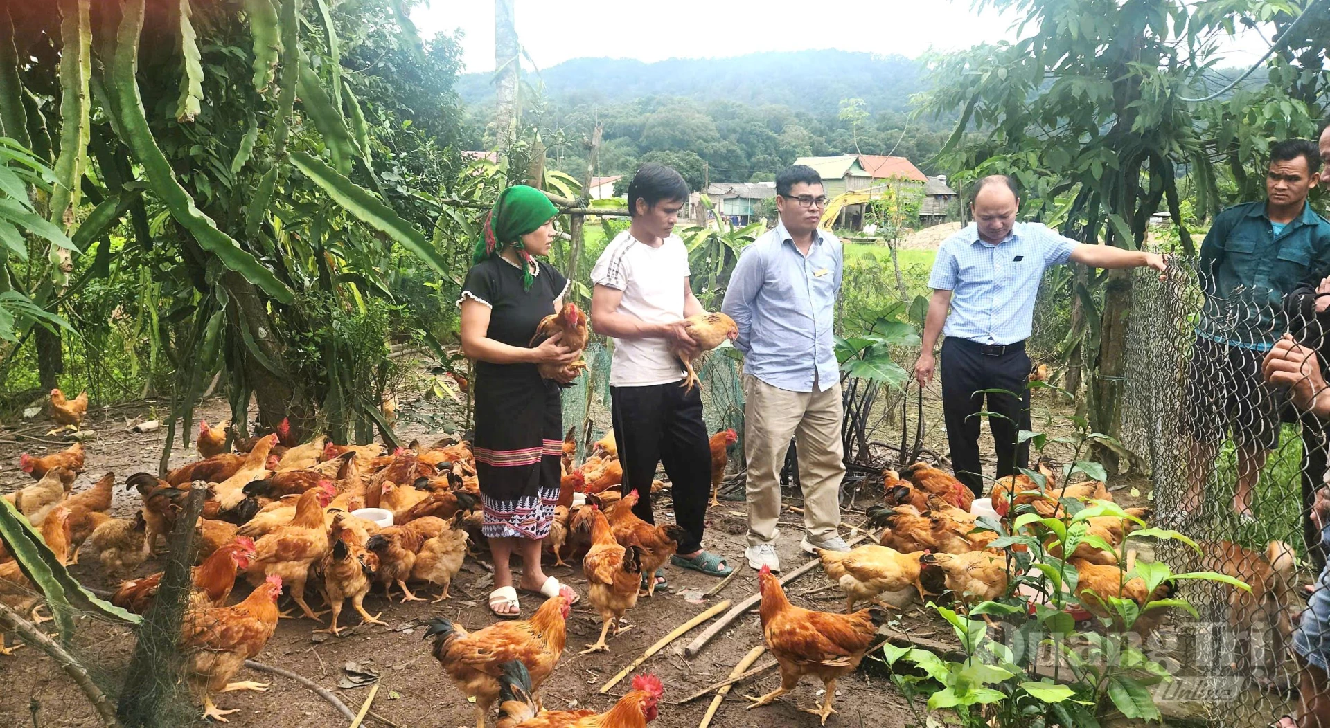 Mô hình nuôi gà bán thâm canh an toàn sinh học tại thôn Ruộng, xã Khe Sanh - Ảnh: CTV