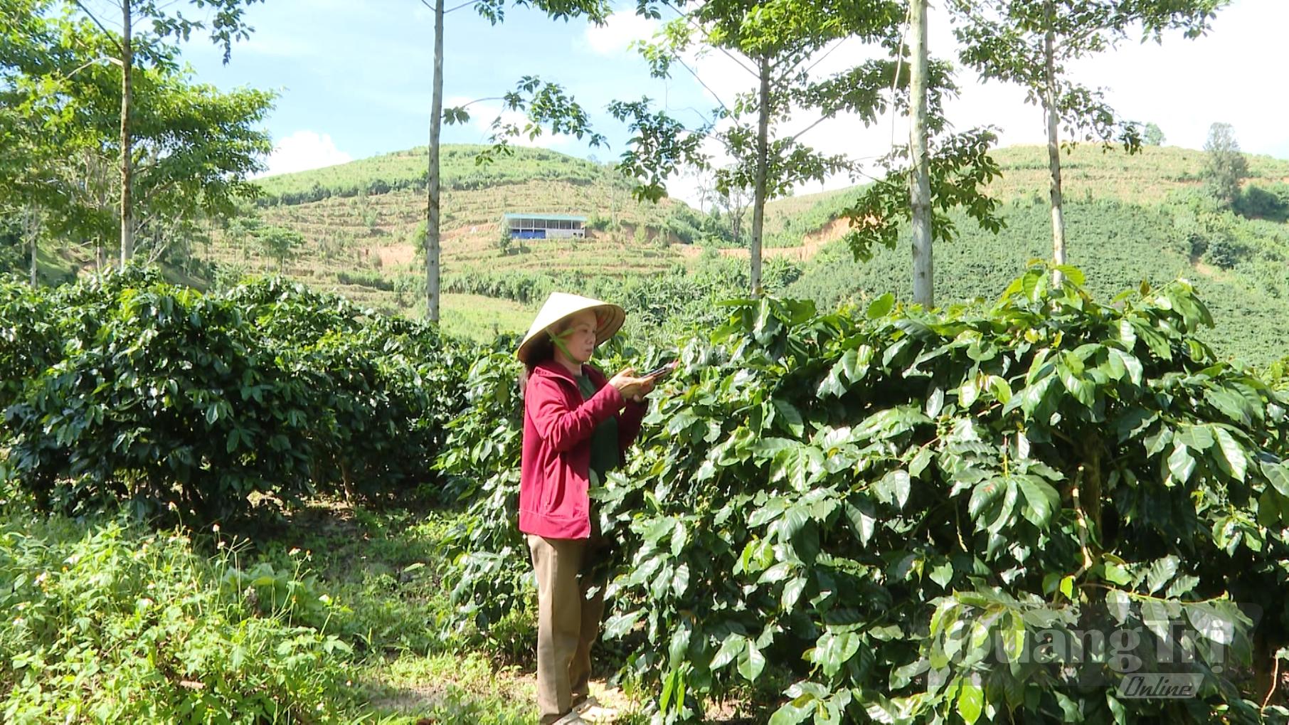 Bà Trần Mai Hương kiểm tra, chăm sóc vườn cà phê trồng dưới tán rừng-Ảnh: B.C