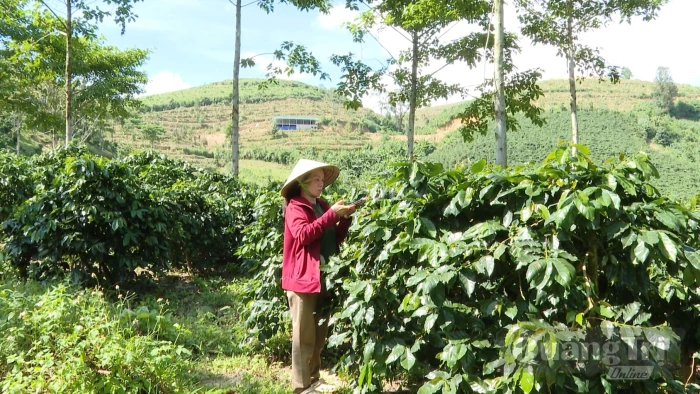 Đưa cà phê trở về dưới tán rừng
