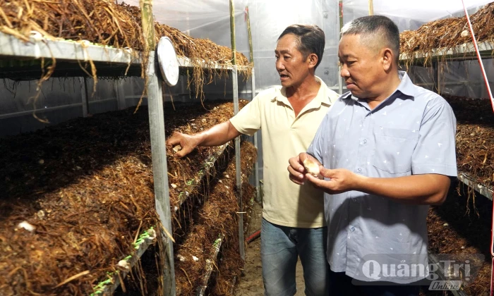 Trồng nấm rơm trong nhà 