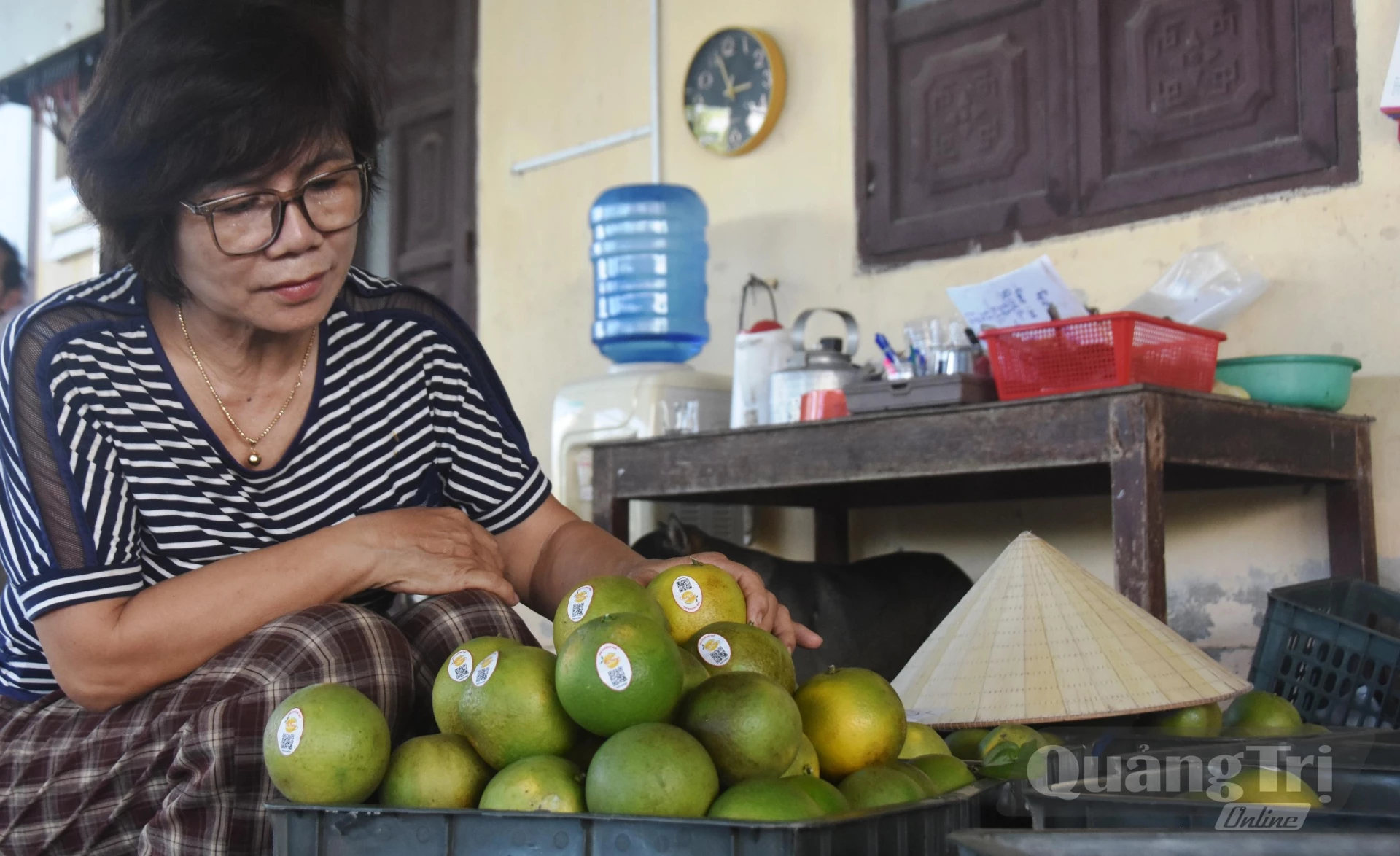 Cam hữu cơ mang lại nguồn thu nhập cao cho gia đình bà Hương - Ảnh: Đ.V