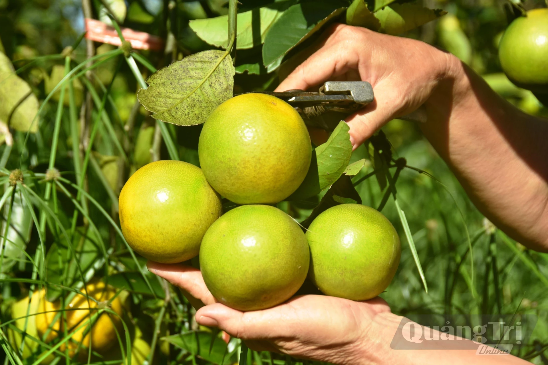 Những quả cam tròn đều, mọng nước từ mô hình canh tác cam hữu cơ của gia đình ông Lợi – bà Hương ở thôn Phú Hưng, xã Hải Lăng - Ảnh: Đ.V