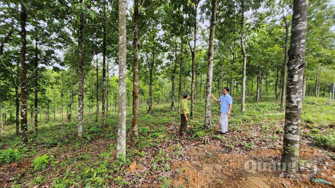 Hiện trên địa bàn tỉnh có 23.500ha rừng trồng gỗ lớn - Ảnh: Q.V
