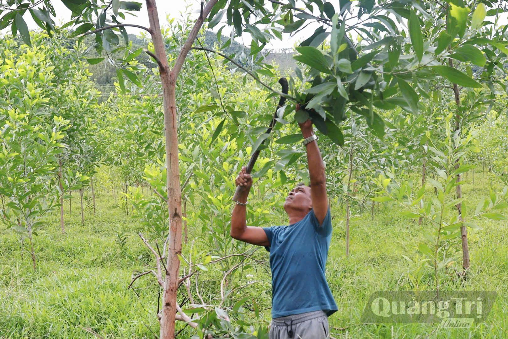 Ông Hồ Cum chăm sóc rừng tràm của gia đình - Ảnh: K.S