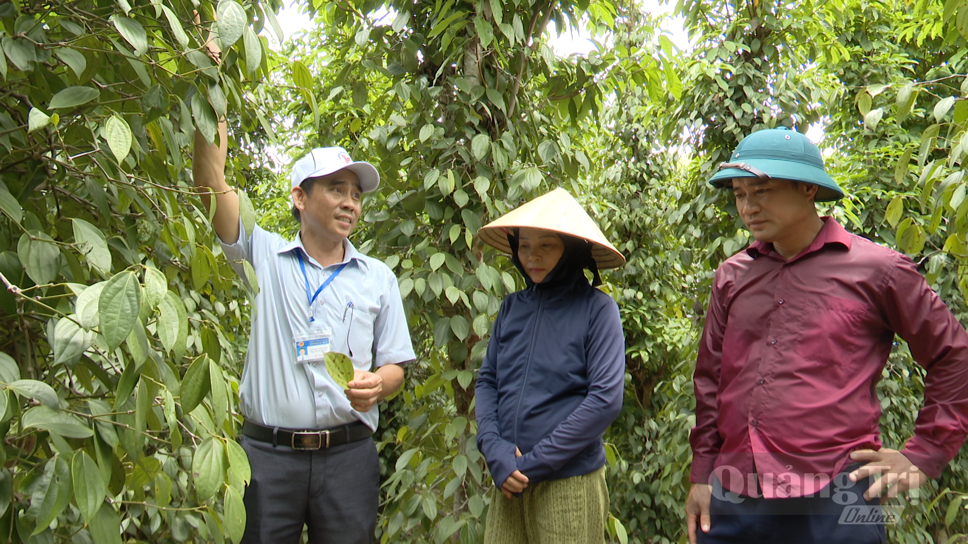 Cán bộ xã Trung Thuần hướng dẫn gia đình chị Trần Thị Bé chăm sóc cây tiêu - Ảnh: N.T