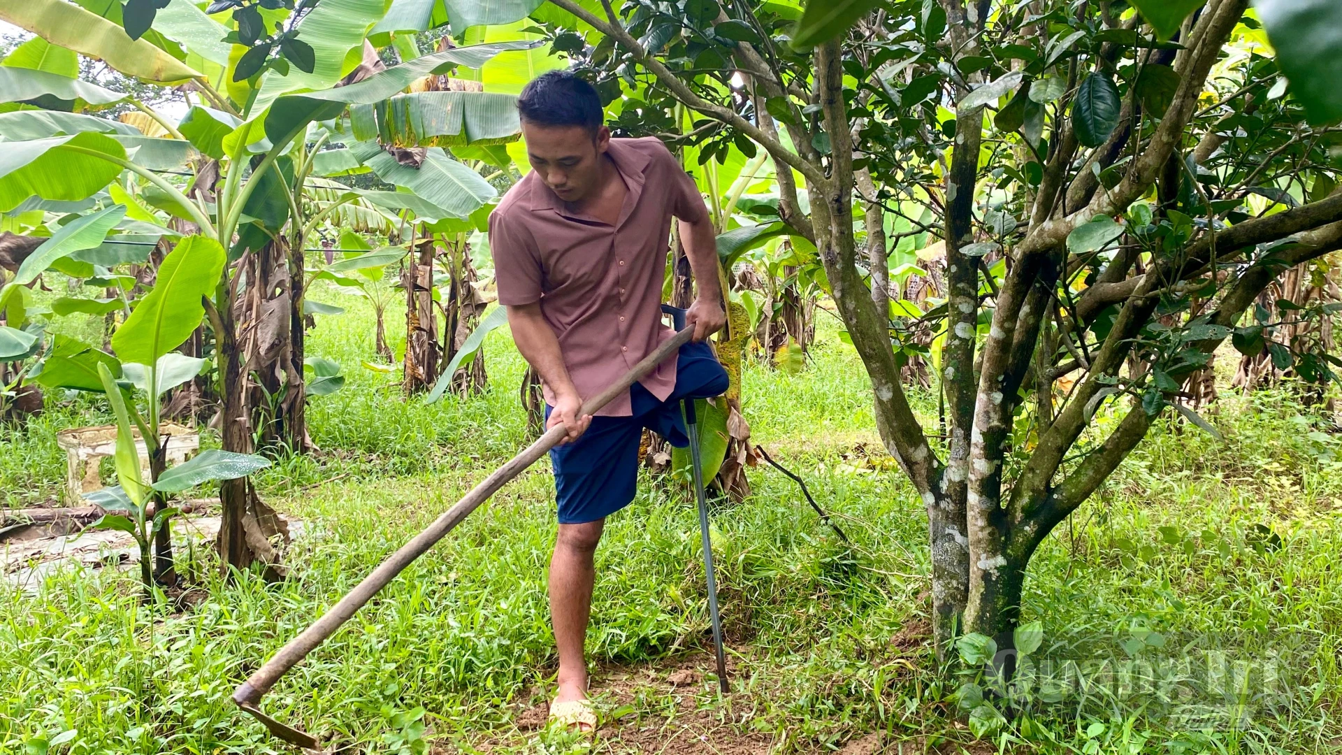 Anh Đinh Ngọc Châu chăm sóc vườn cây ăn quả - Ảnh: H.N