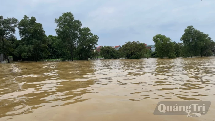 'Lá chắn xanh' giữa vùng rốn lũ