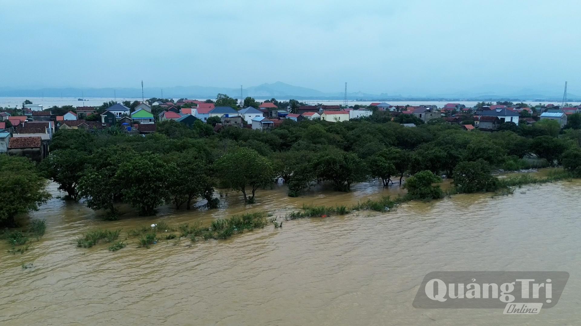 Thôn Phú Thọ (xã Lệ Thủy) giữa vùng rốn lũ mênh mông vẫn giữ được sự bình yên nhờ bức tường thành rừng mưng 500 năm tuổi-Ảnh: N.M.P