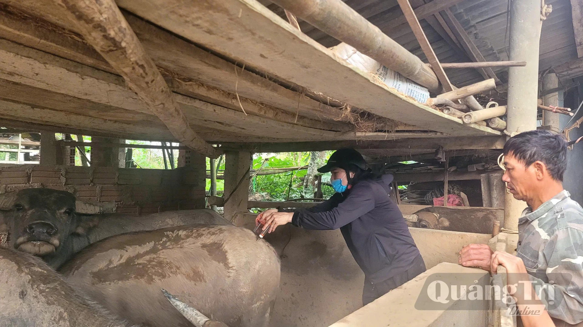 Xã Tuyên Lâm tiêm phòng cho đàn gia súc trên địa bàn-Ảnh: M.P