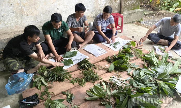 Bảo tồn nguồn gen cây dược liệu