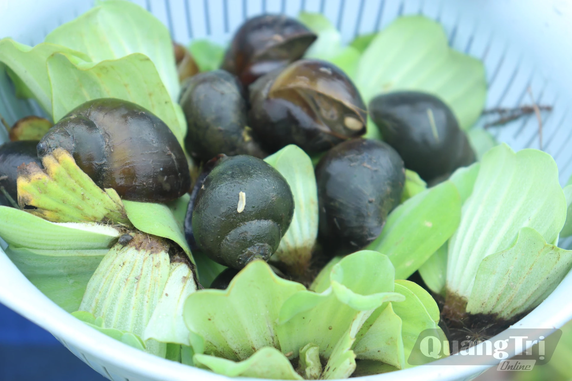 Ốc trong trại ốc bươu đen Nhật Lệ có kích thước lớn, được chăm sóc kỹ càng - Ảnh: T.P