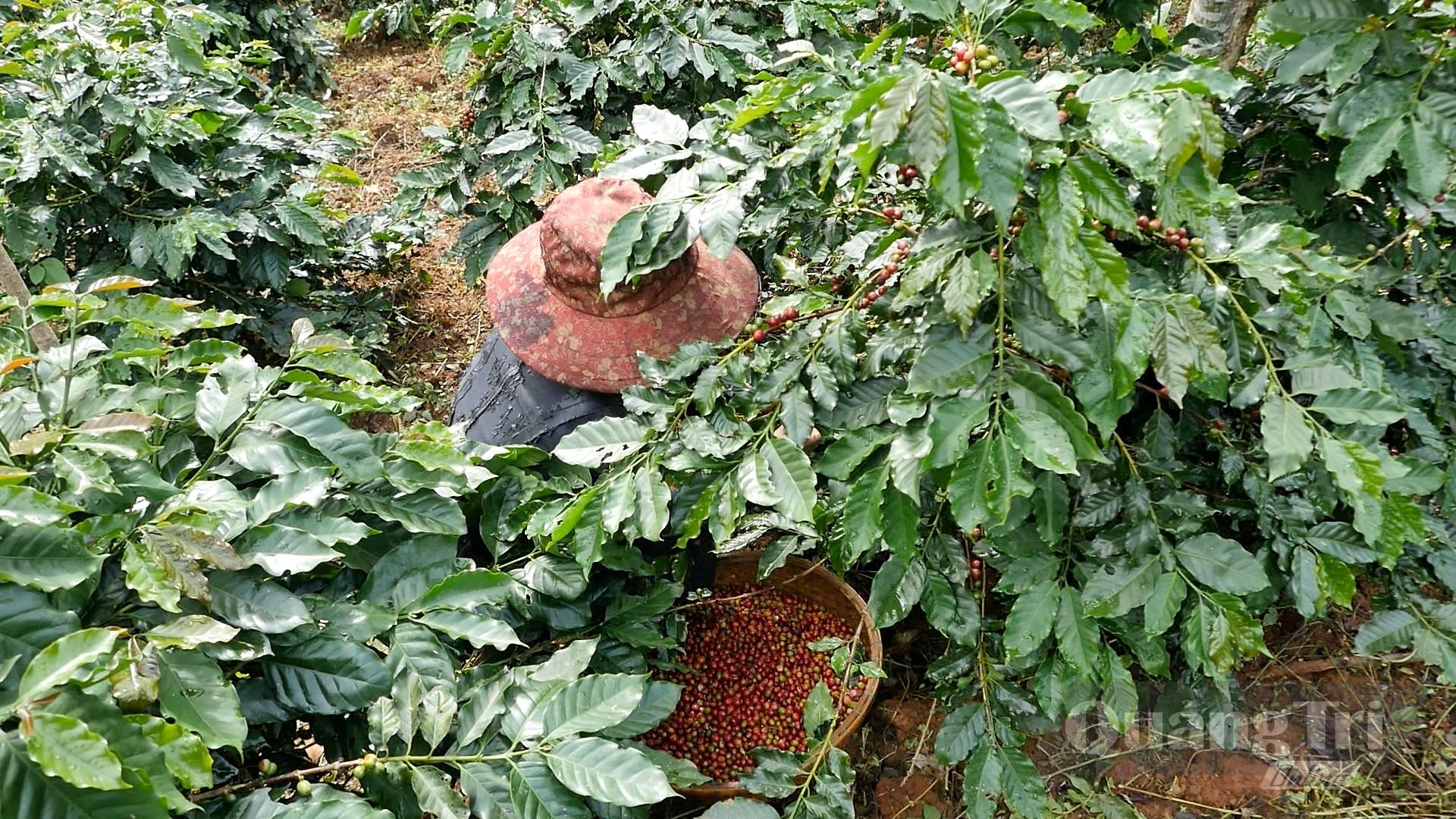 Người dân thu hái cà phê chín tại vùng cà phê Khe Sanh - Ảnh: Quang Ngọc