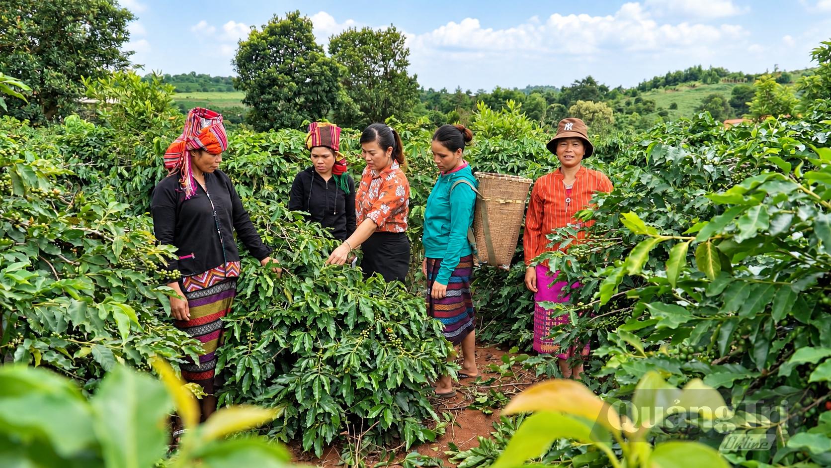 Người đồng bào Vân Kiều gắn bó với cây cà phê, góp phần tạo nên vùng nguyên liệu Khe Sanh - Ảnh: Quang Ngọc
