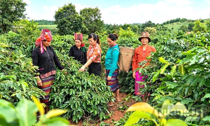 Phát triển cà phê theo hướng xanh, bền vững