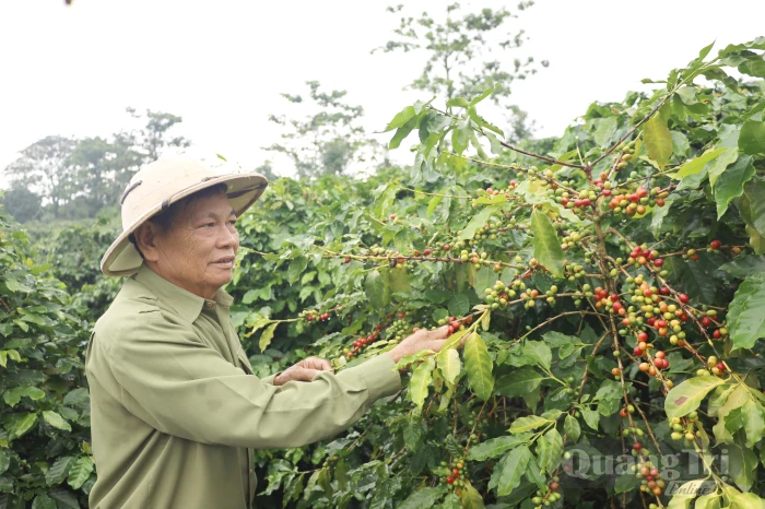 Cà phê Khe Sanh hương vị… 'kẻ biển'