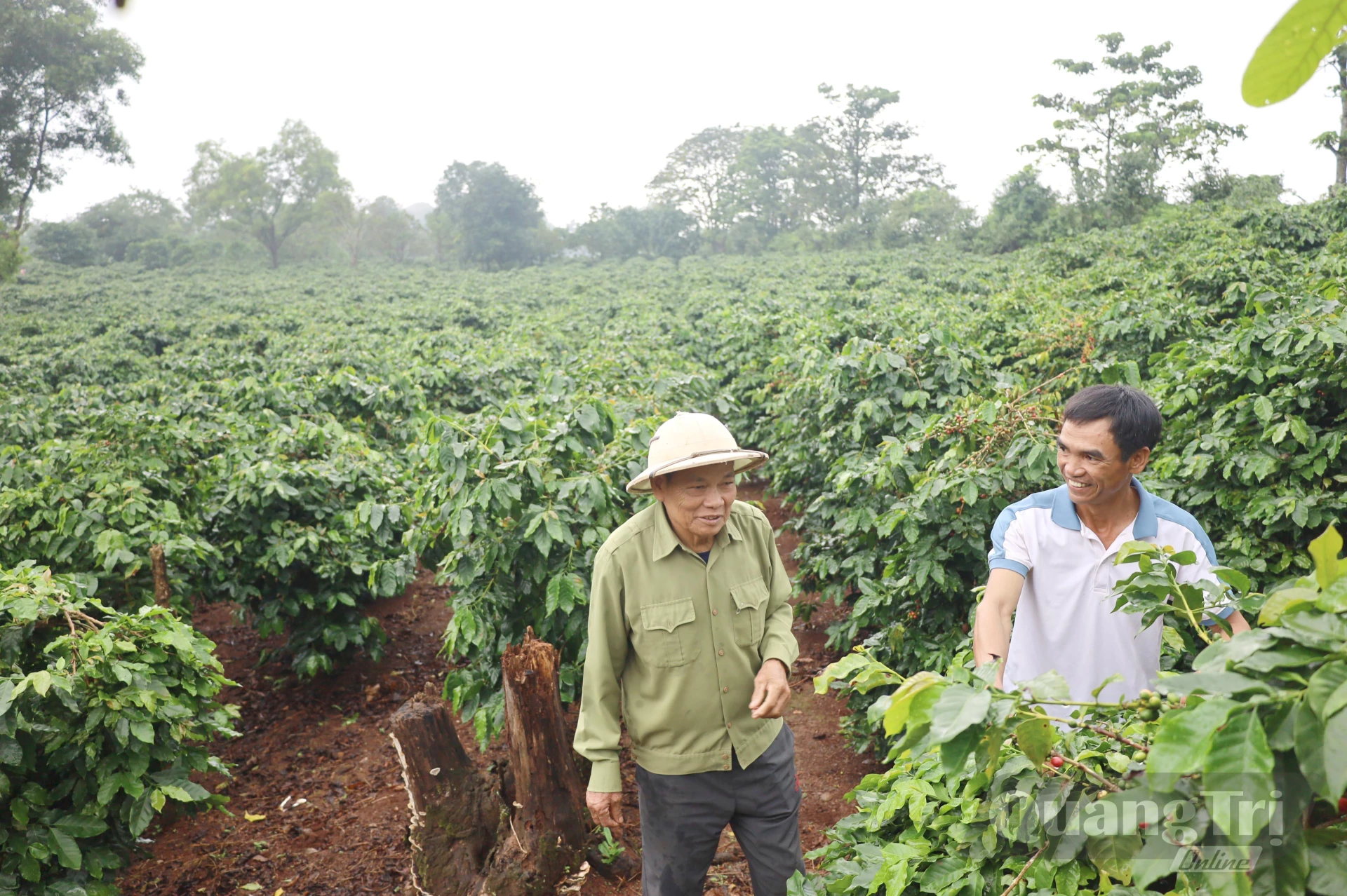 Một rẫy cà phê của những người gốc làng “kẻ biển” ở Ngư Thủy Nam nằm cạnh Di tích quốc gia sân bay Tà Cơn, xã Khe Sanh - Ảnh V.Minh
