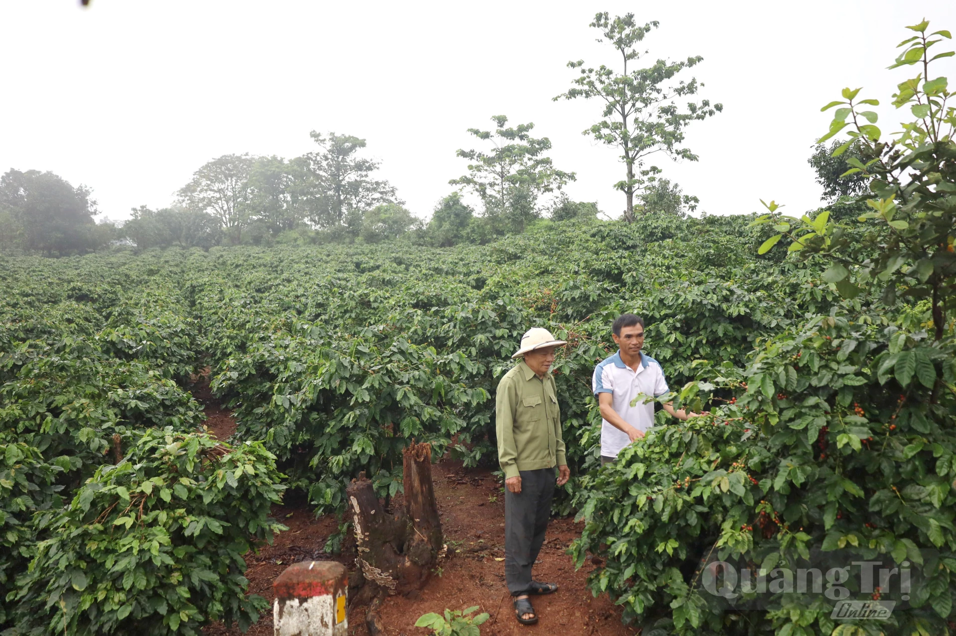 Một rẫy cà phê của những người gốc làng “kẻ biển” ở Ngư Thủy Nam nằm cạnh Di tích quốc gia sân bay Tà Cơn, xã Khe Sanh - Ảnh V.Minh

