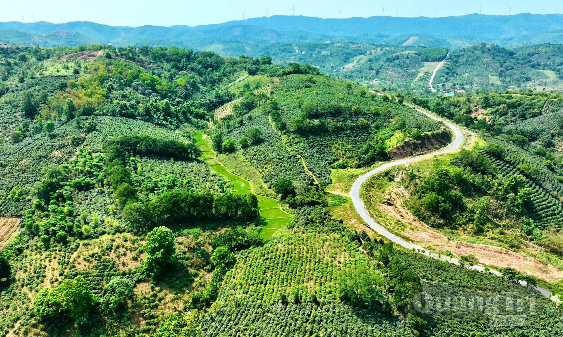 Bạt ngàn cây cà phê ở xã Hướng Phùng- Ảnh: T.L