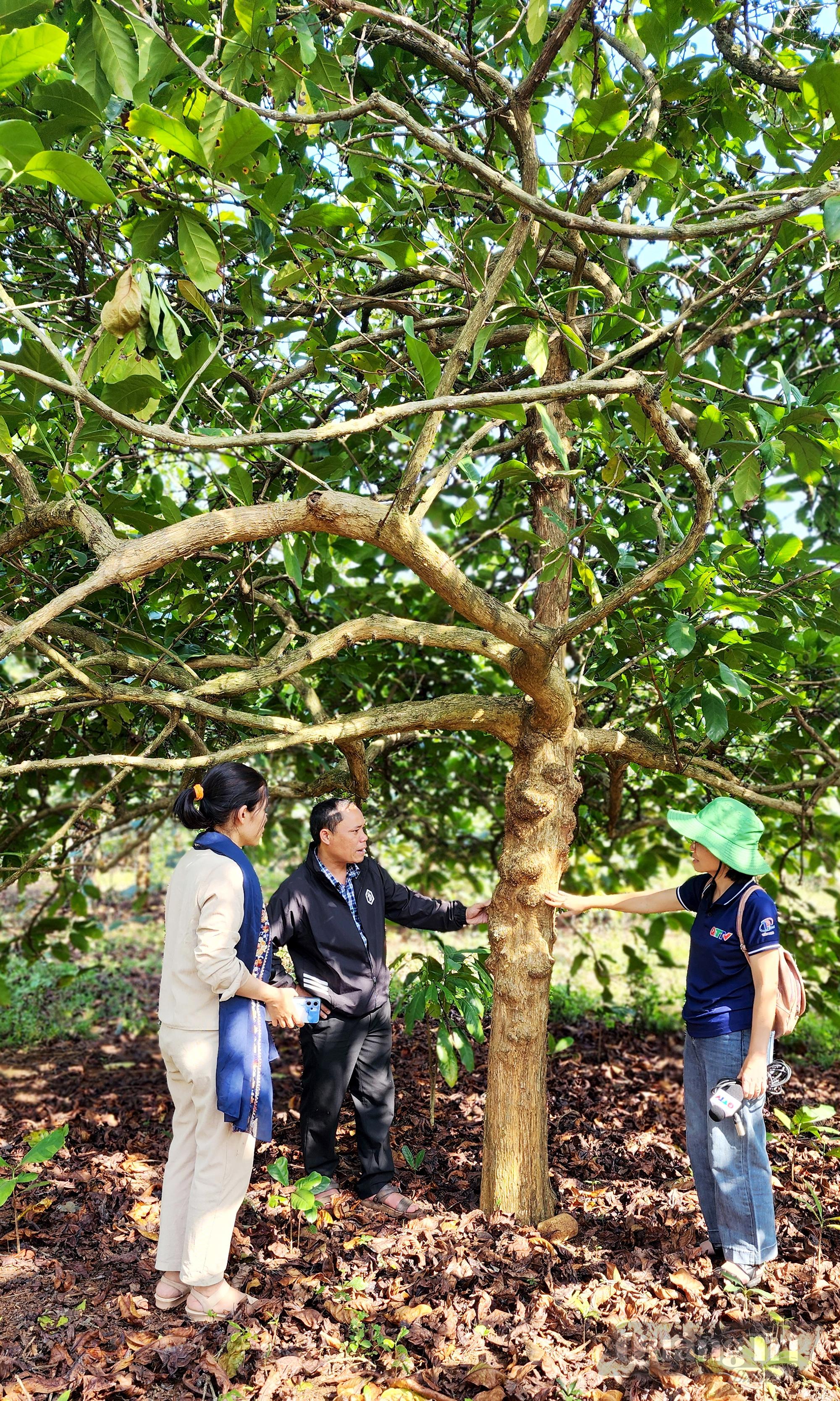 Một gốc cây cà phê Mít đầu dòng tại vườn của anh Phan Đình Thông - Ảnh: T.L