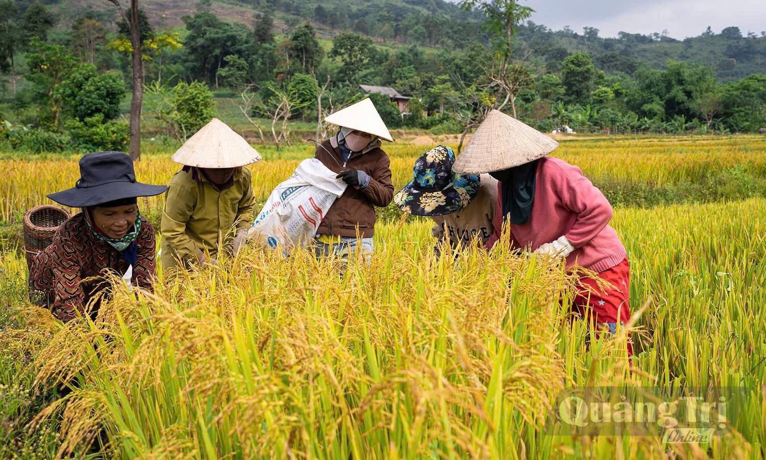 Thu hoạch lúa ở xã Hướng Hiệp - Ảnh: X.D