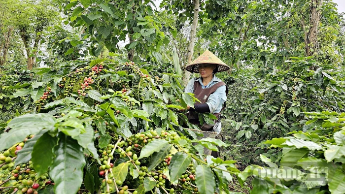 Mang rừng về vườn cà phê