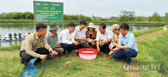 Thêm lựa chọn cho vùng nuôi tôm kém hiệu quả