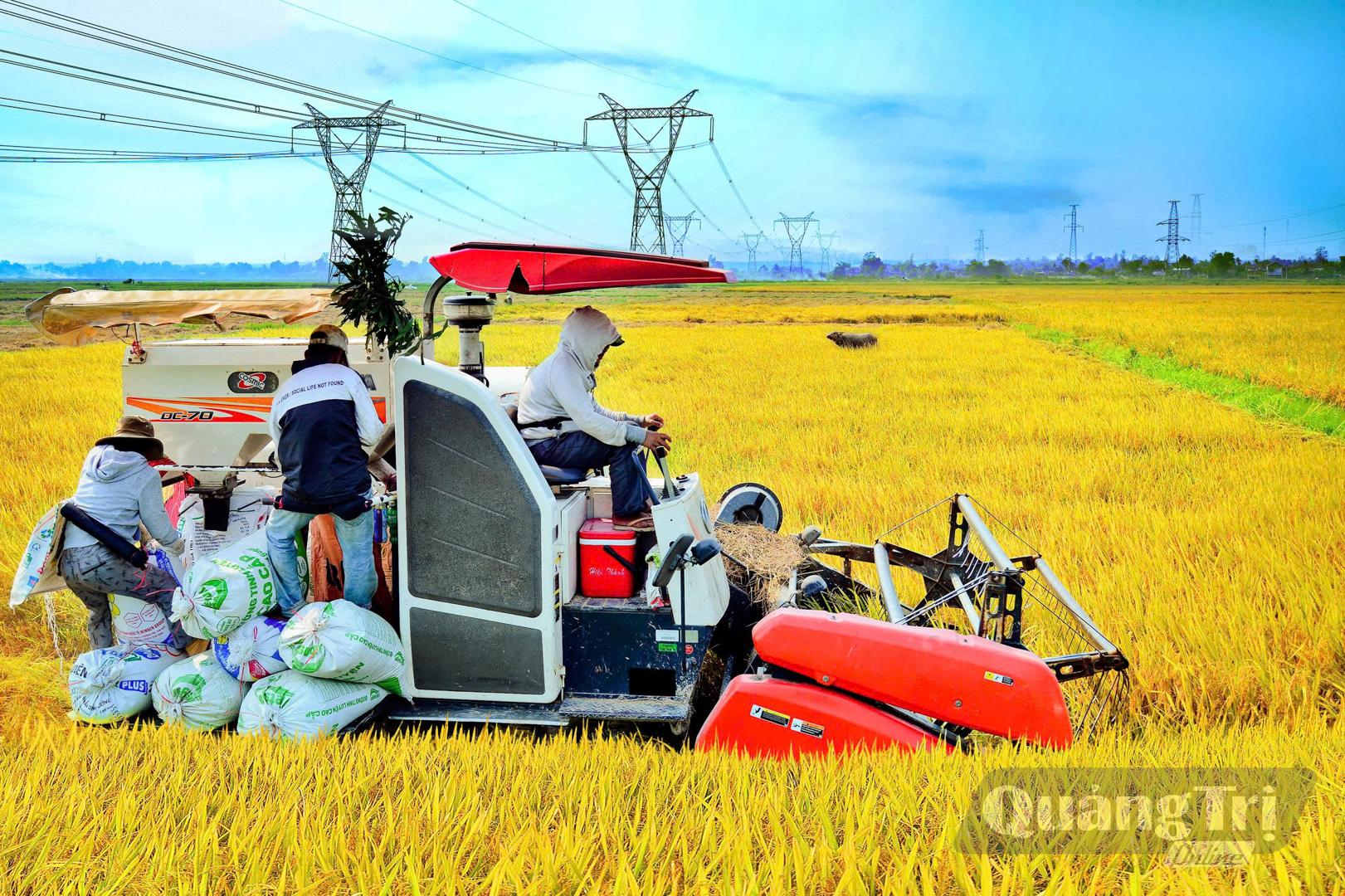 Trên cánh đồng lớn ở xã Hiếu Giang, người dân sử dụng máy móc vào khâu thu hoạch nhằm giảm công lao động và chi phí - Ảnh: L.T