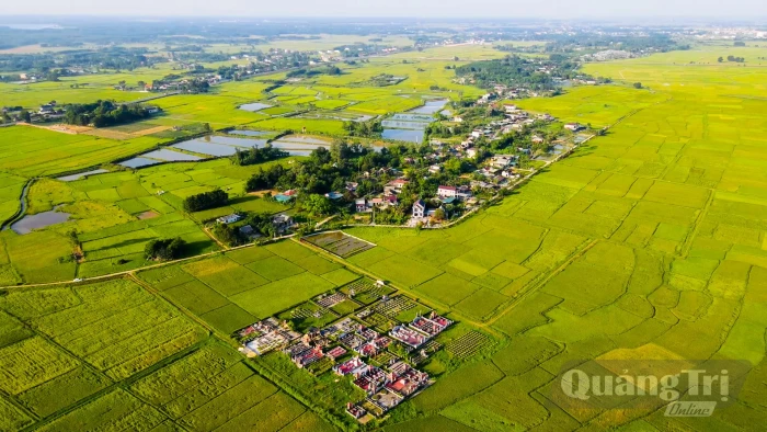 Từ cánh đồng lớn đến vùng sản xuất xanh