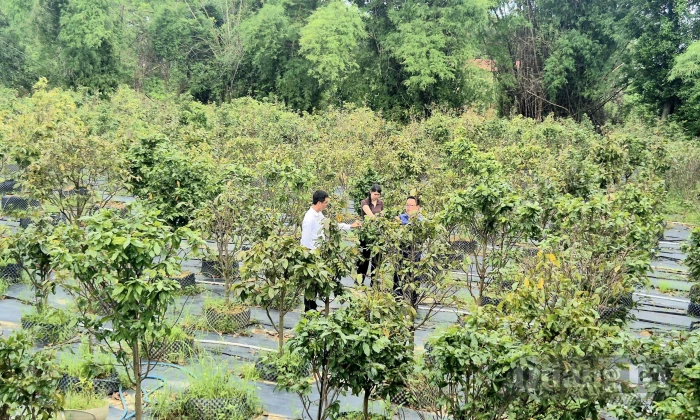 Mai vàng trên đất Ái Tử