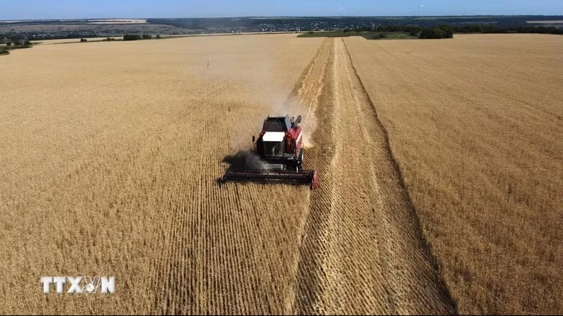 Thu hoạch ngũ cốc trên cánh đồng gần Kramatosk ở vùng Donetsk, Ukraine. (Ảnh: The Guardian/TTXVN)