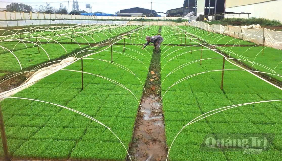 Vườn ươm mạ khay để sản xuất lúa hữu cơ của Công ty CP Tổng công ty Thương mại Quảng Trị - Ảnh: M.L