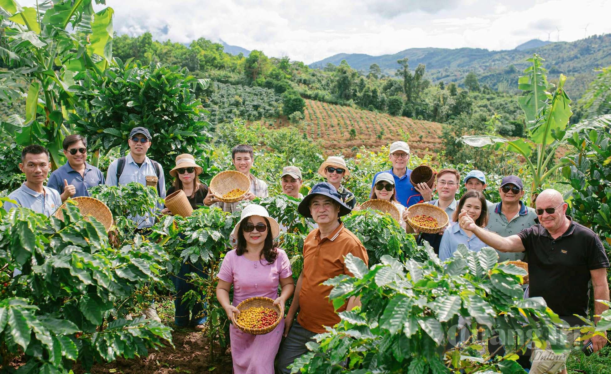 Du khách trải nghiệm Khe Sanh Coffee tour - Ảnh: NVCC
