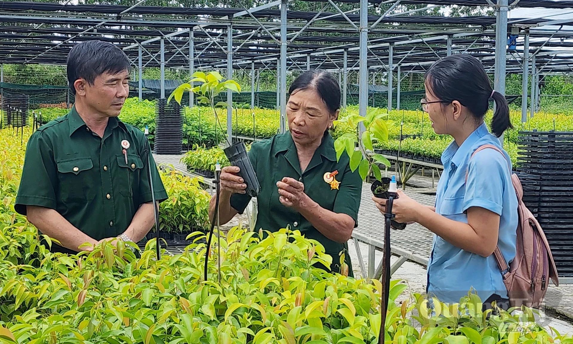 Vườn ươm cây giống của nữ CCB Thái Thị Bang ở xã Cam Lộ cho doanh thu mỗi năm hàng tỷ đồng- Ảnh: T.L.