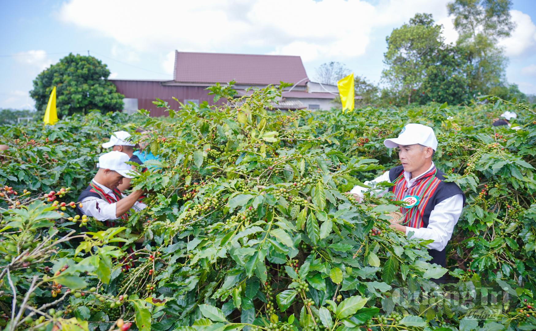 Các đội đua tài phần thi thu hoạch quả cà phê chín bằng tay trực tiếp tại vườn - Ảnh: Lê Trường