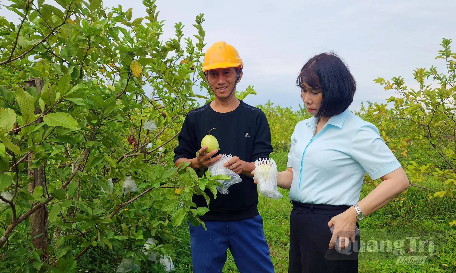 Sản phẩm ổi sạch trong trang trại anh Dương Đức Đồng - Ảnh: T.L