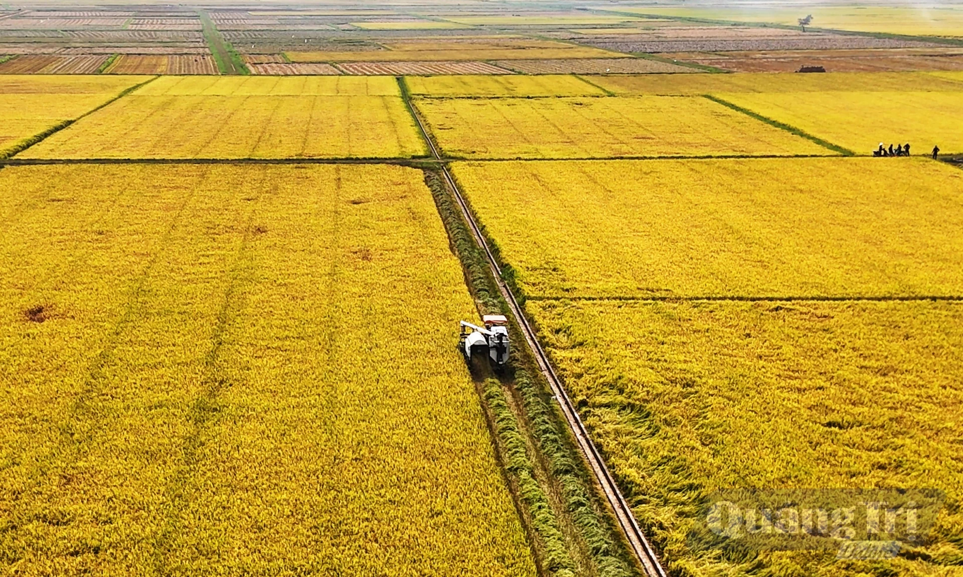 Những cánh đồng lúa rộng lớn được đẩy nhanh tiến độ gieo trồng nhờ cơ giới hóa - Ảnh: T.P