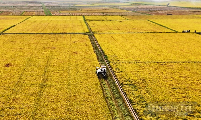Vùng nguyên liệu, doanh nghiệp và nền tảng số