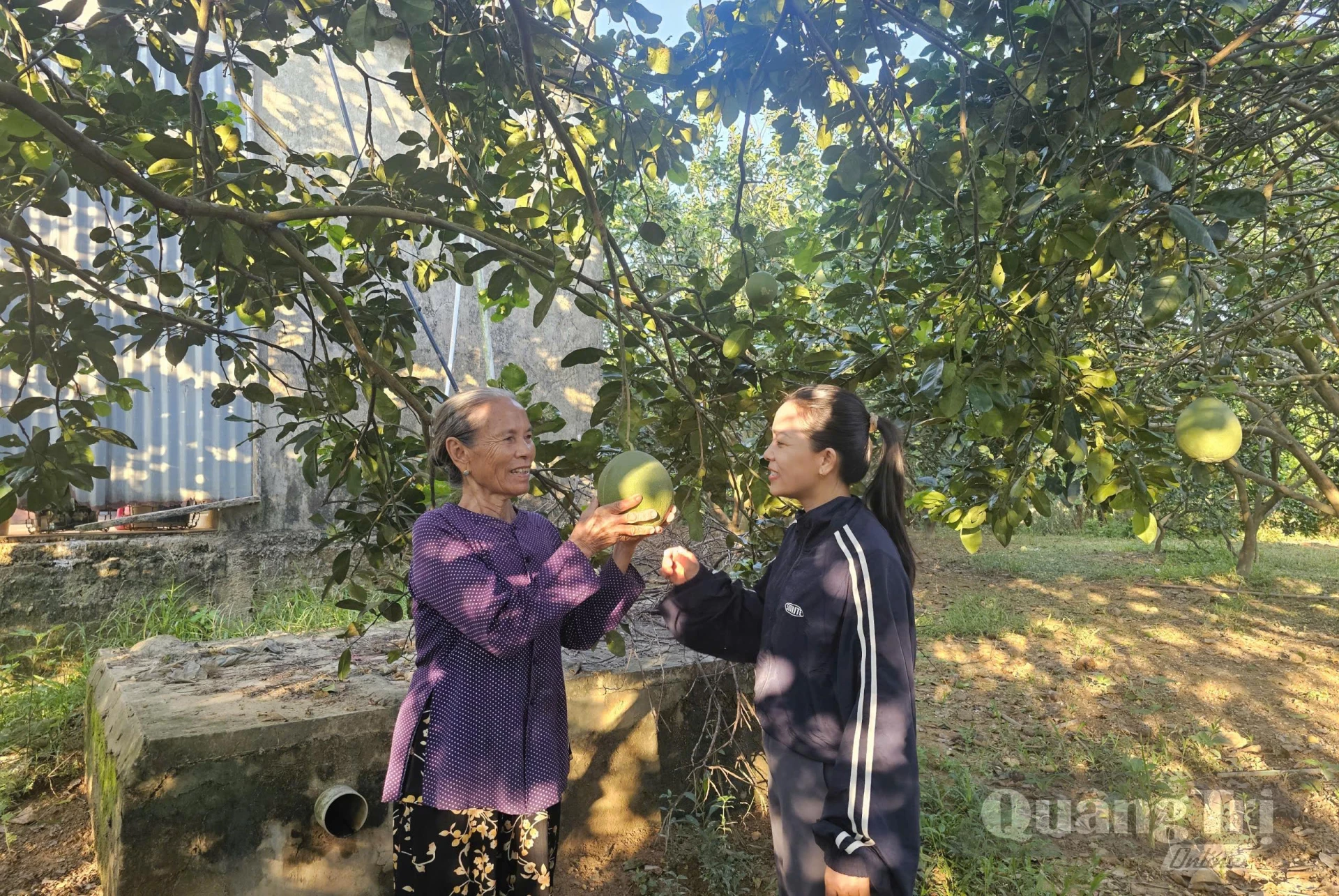 Vườn bưởi được đầu tư từ nguồn vốn vay của Ngân hàng Chính sách xã hội giúp gia đình anh Lê Tài Phẩm tăng thu nhập - Ảnh: T.P