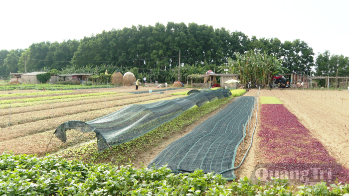 Phát triển kinh tế theo nghị quyết chuyên đề