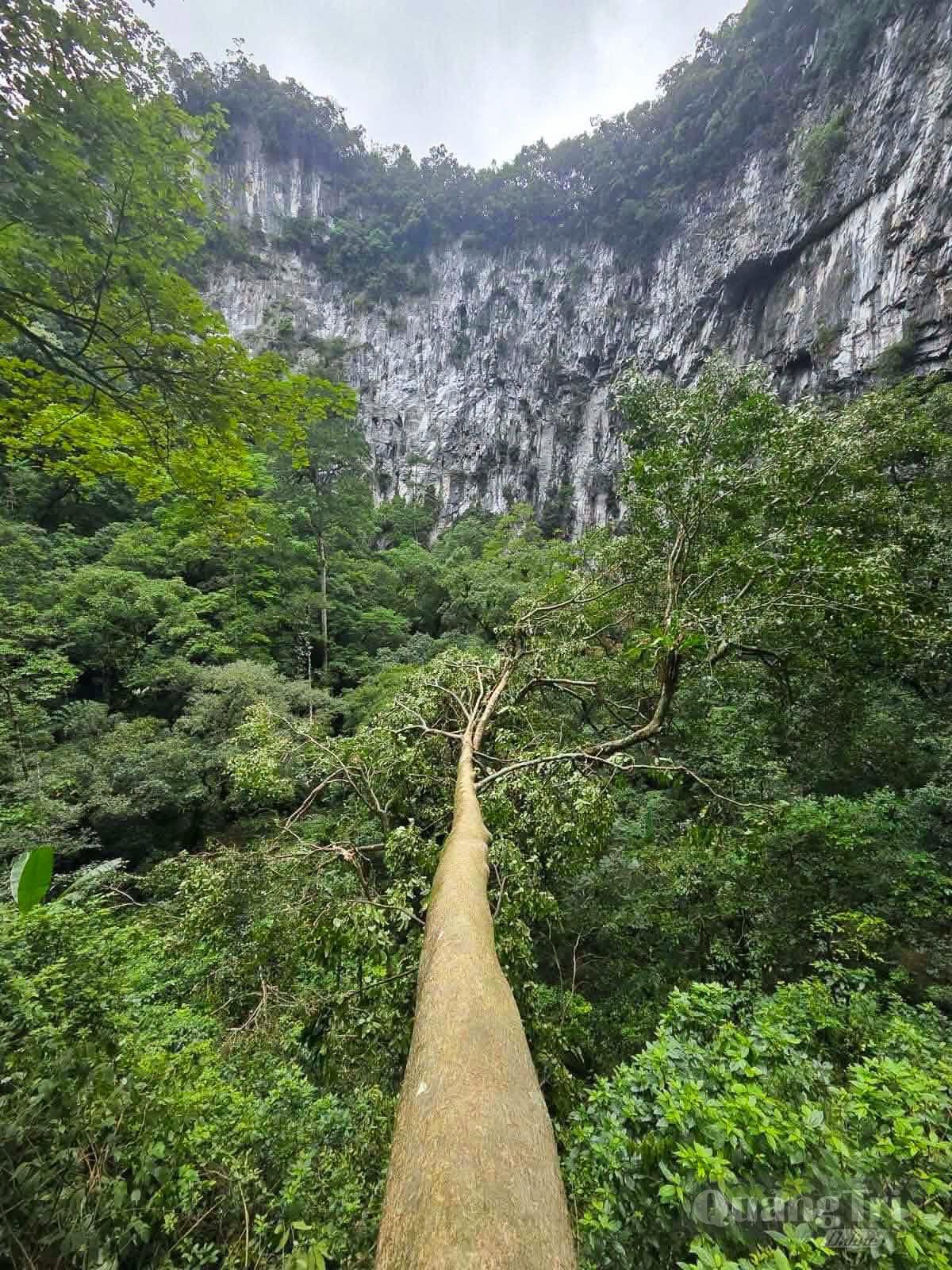 Hố sụt vừa mới phát hiện - Ảnh: Jungle Boss
