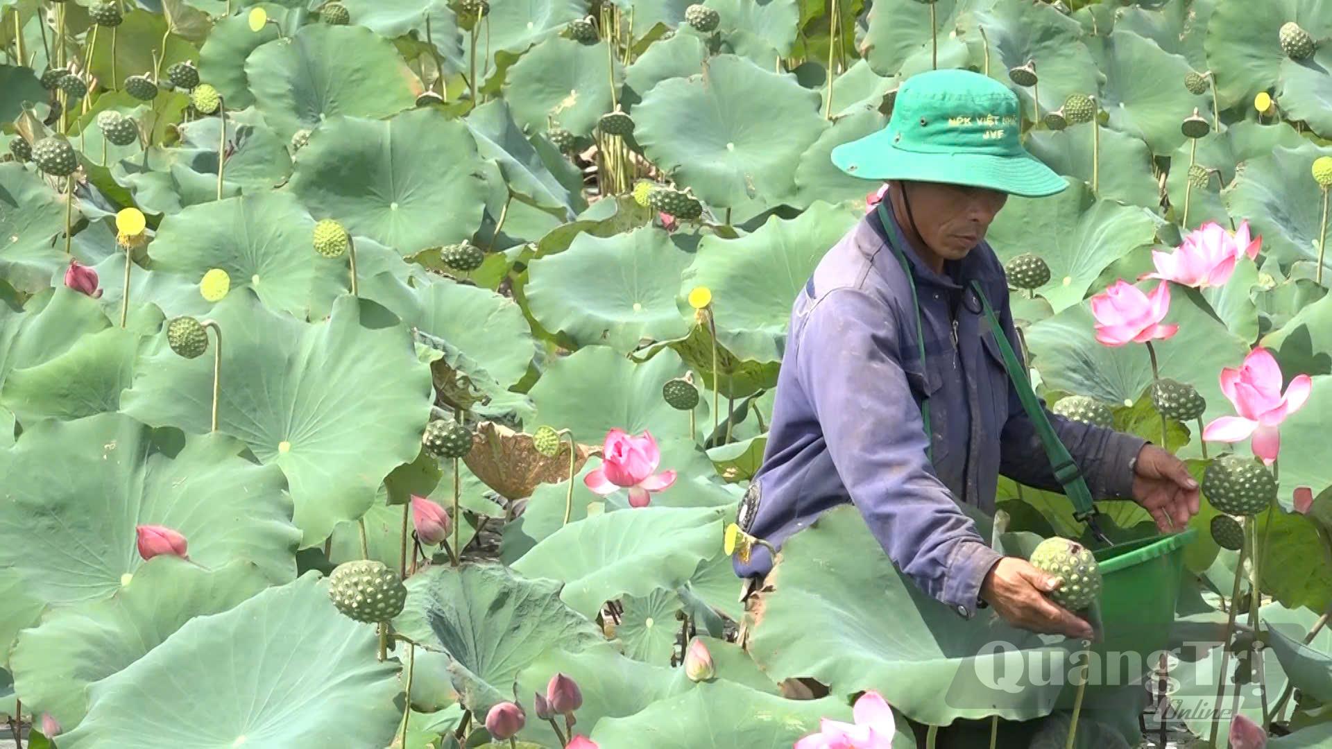 Mô hình trồng sen kết hợp ở xã Ái Tử mang lại thu nhập cao gấp nhiều lần trồng lúa - Ảnh: K.S