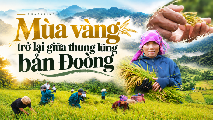 Mùa vàng trở lại giữa thung lũng bản Đoòng