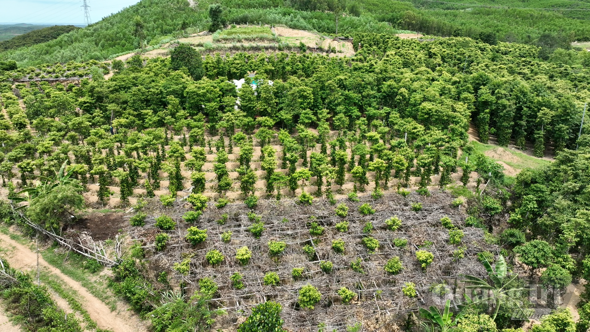 Vùng trồng tiêu xã Trung Thuần - Ảnh: N.T