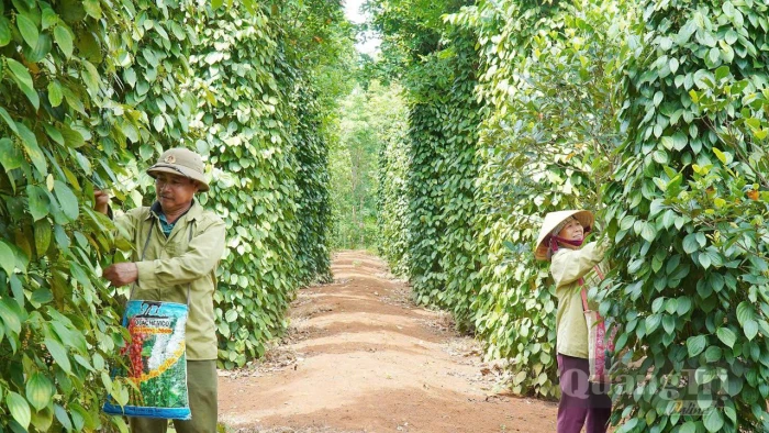 Để nông sản hội nhập