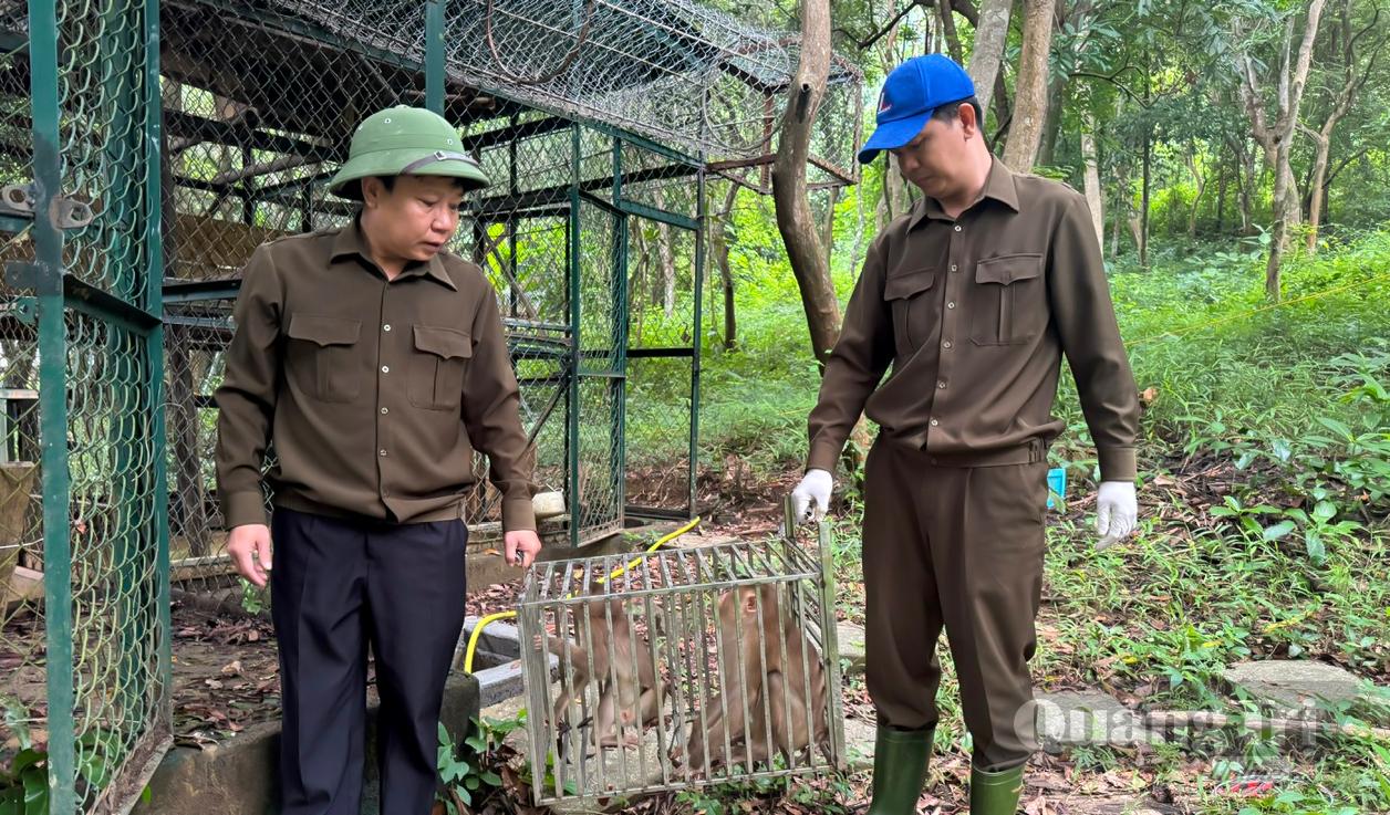 Vận chuyển các cá thể động vật hoang dã để thả về môi trường tự nhiên - Ảnh: N.H
 
