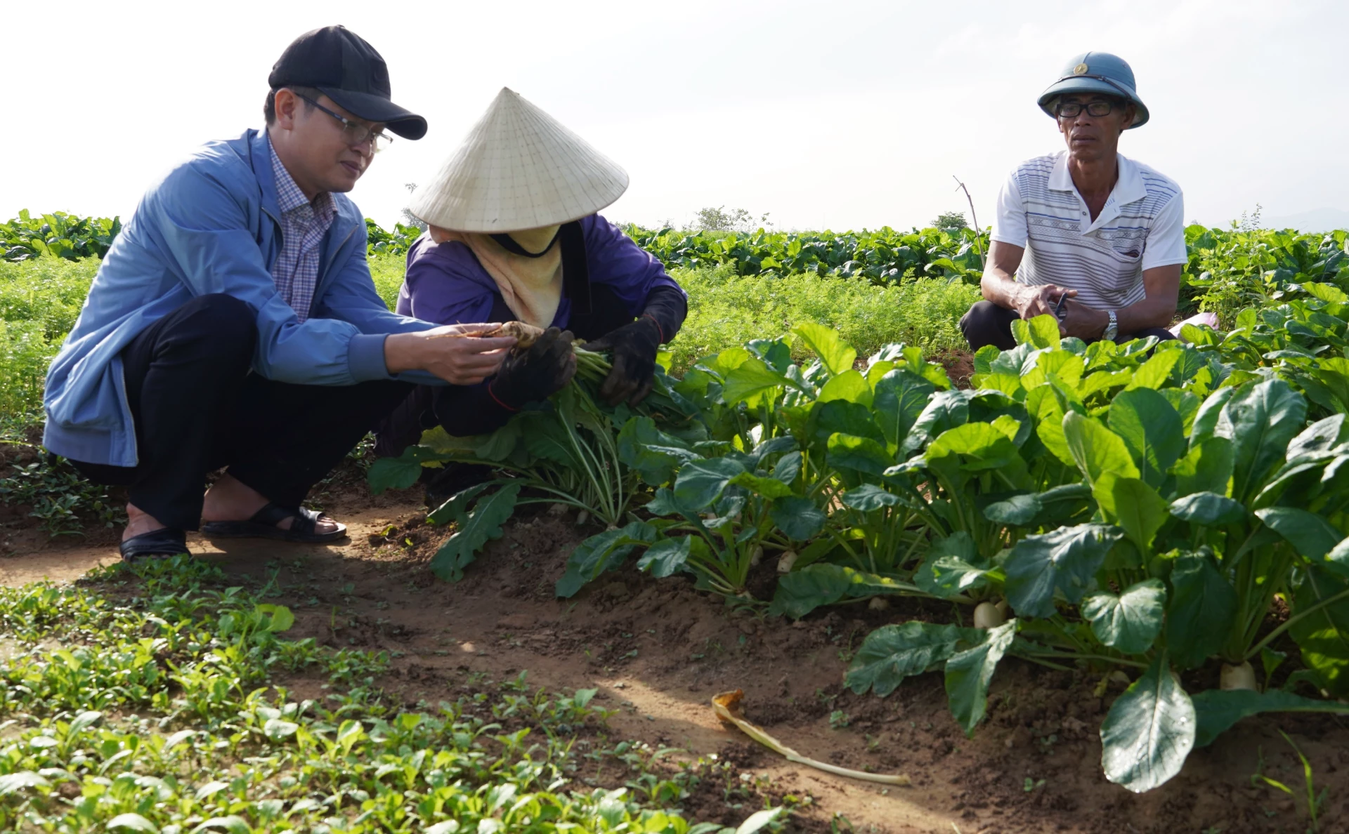 Chuyển đổi cơ cấu cây trồng đem lại hiệu quả kinh tế cao cho người dân xã Ninh Châu - Ảnh: L.C