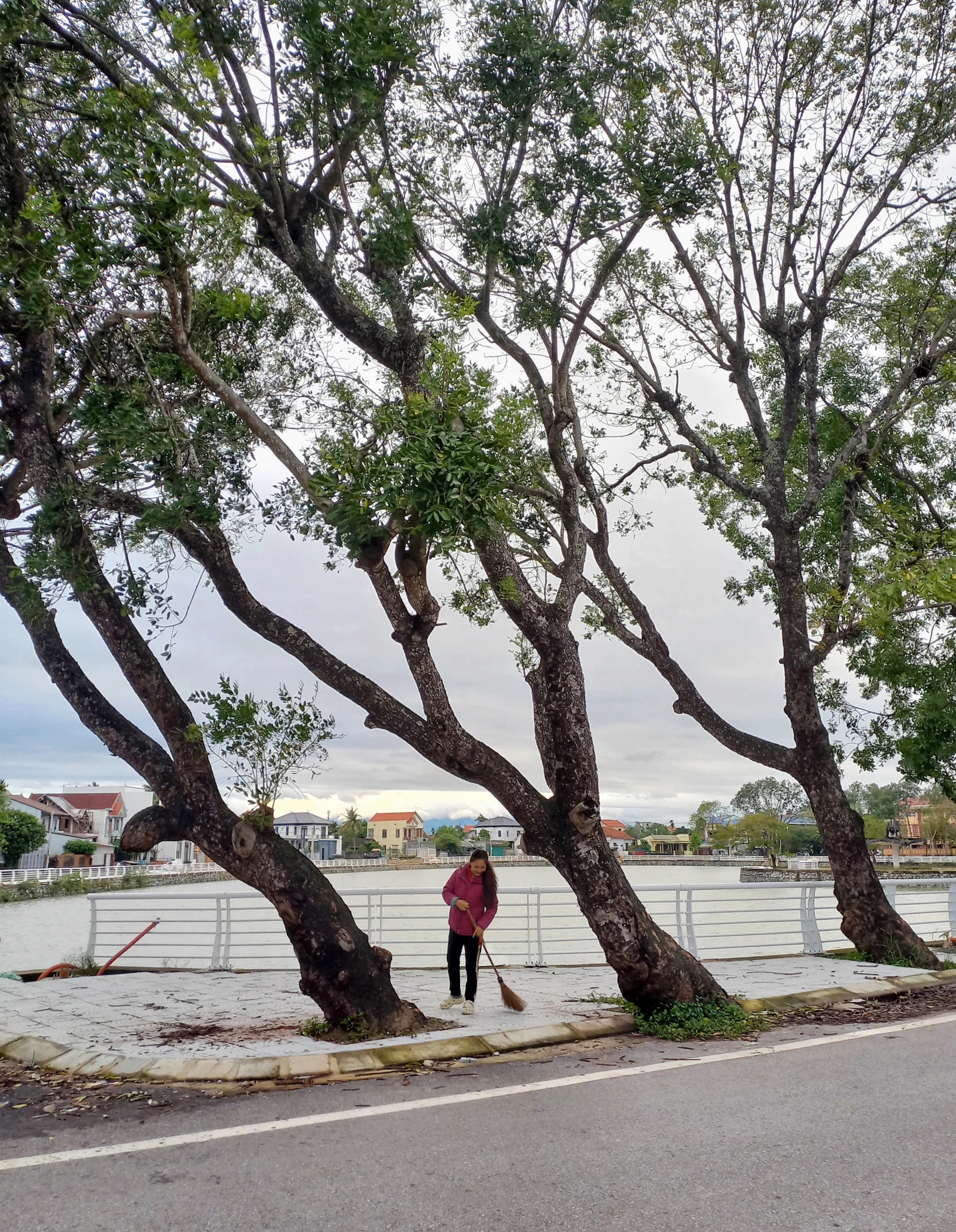 Dưới bóng xà cừ         - Ảnh: T.H