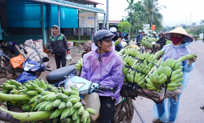 Cần lập lại trật tự giao thông khu vực mua bán chuối ở Lao Bảo