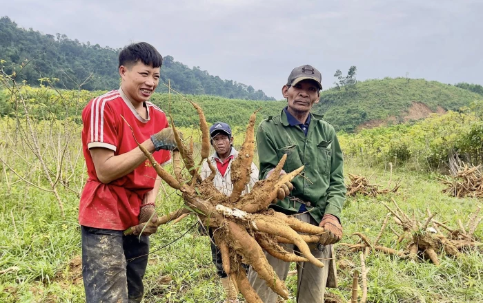 Bà con bản Cáo được mùa sắn