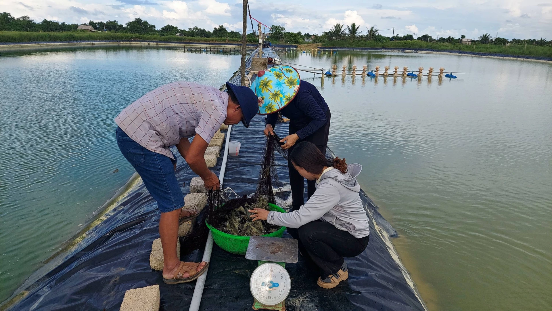 Cán bộ khuyến nông kiểm tra tốc độ sinh trưởng của tôm sú tại mô hình của anh Trần Văn Chung- Ảnh: L.A